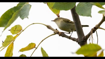 Sarıkaşlı çıvgın
