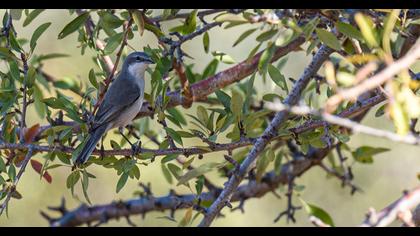 Küçük akgerdanlı ötleğen