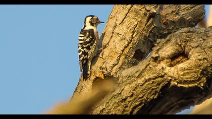 Küçük ağaçkakan