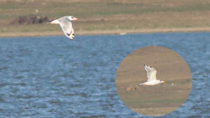 Büyük karabaş martı