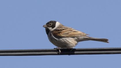 Bataklık Kirazkuşu