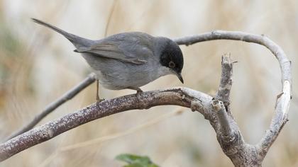 Sardinian Warbler