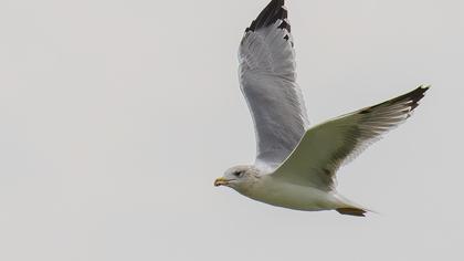 Van gölü martısı