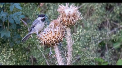 Akyanaklı baştankara