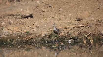 Orman düdükçünü