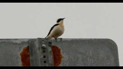 Karakulaklı kuyrukkakan