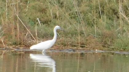 Küçük ak balıkçıl