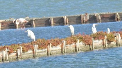 Büyük ak balıkçıl