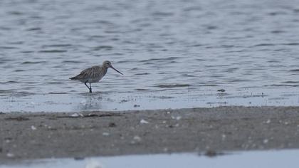 Kıyı çamurçulluğu