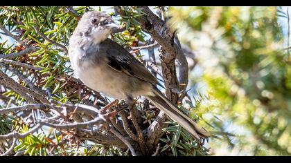 Karaboğazlı ötleğen