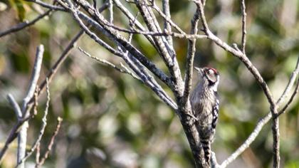 Küçük ağaçkakan