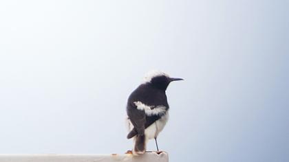 Keşiş kuyrukkakanı