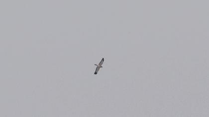 Hen Harrier