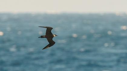 Kütkuyruklu korsanmartı