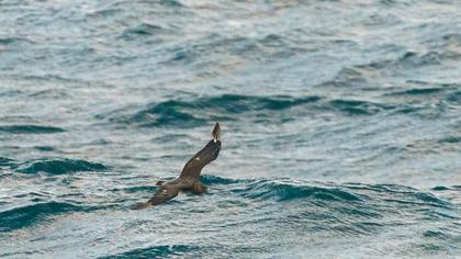 Kütkuyruklu korsanmartı