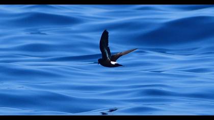 Fırtınakırlangıcı