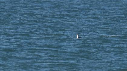 Karagerdanlı dalgıç