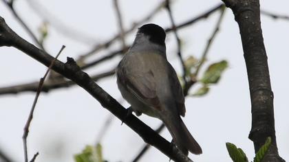 Karabaşlı ötleğen