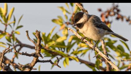 Akyanaklı baştankara