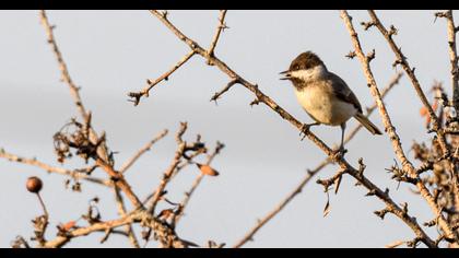 Akyanaklı baştankara