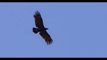 Büyük orman kartalı