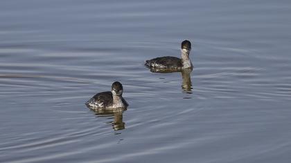 Karaboyunlu batağan