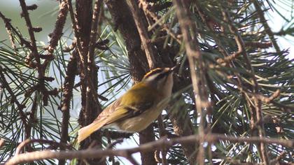 Sürmeli çalıkuşu