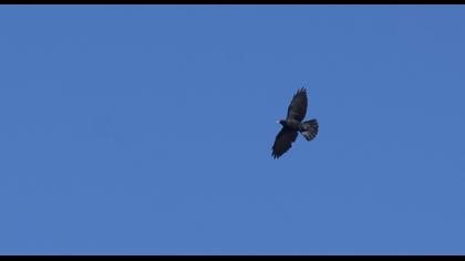 Sarıgagalı dağ kargası