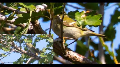 Sarıkaşlı çıvgın