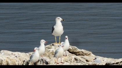 Van gölü martısı