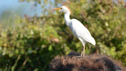Sığır balıkçılı