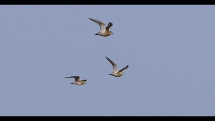 Küçük altın yağmurcun