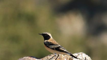 Karakulaklı kuyrukkakan