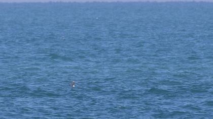 Karagerdanlı dalgıç