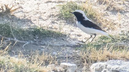 Aksırtlı kuyrukkakan