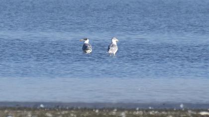 Büyük karabaş martı