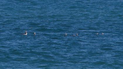 Karagerdanlı dalgıç