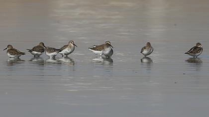 Karakarınlı kumkuşu