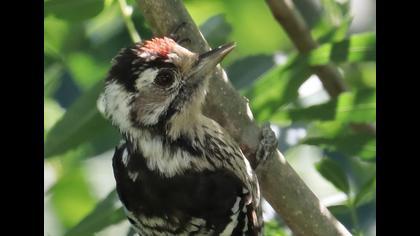 Küçük ağaçkakan