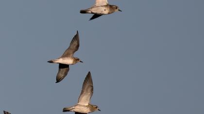 Küçük altın yağmurcun