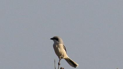 Büyük örümcekkuşu