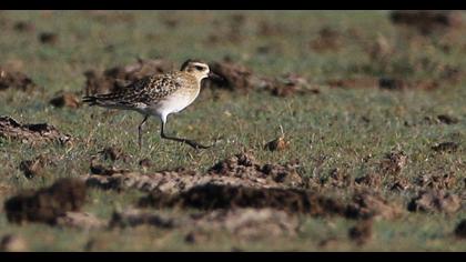 Küçük altın yağmurcun
