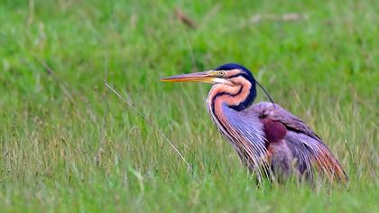 Erguvani balıkçıl