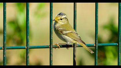 Sarıkaşlı çıvgın