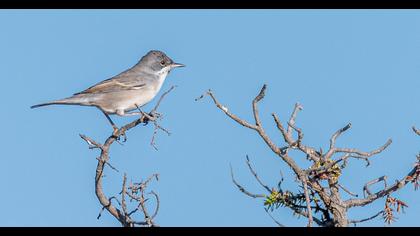 Karaboğazlı ötleğen