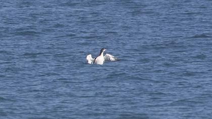 Karagerdanlı dalgıç