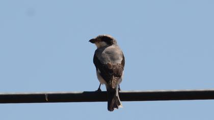 Karaalınlı örümcekkuşu