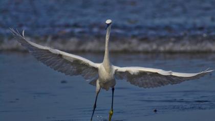 Küçük ak balıkçıl
