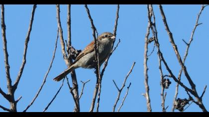 Kızılsırtlı örümcekkuşu