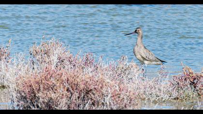 Kıyı çamurçulluğu
